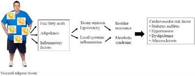 Visceral adipose tissue and residual cardiovascular risk: a pathological link and new therapeutic options
